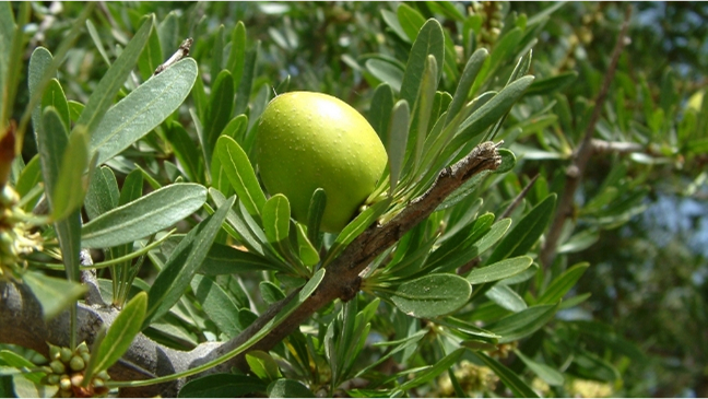 アルガンの果実